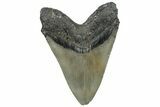 Serrated, Fossil Megalodon Tooth - North Carolina #309496-2